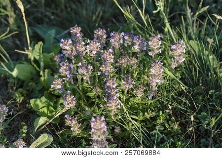 Wild Thyme In Flower On A Filed, Purple Flowers Of Thyme.