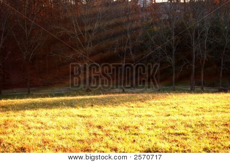 Goldengrassshadowtrees