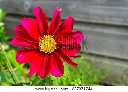 Large Red And Pink Blooming Cosmos Flower Macro Close Up