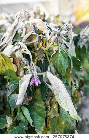 Eggplant Bushes Growing In The Garden After First Ground Frost