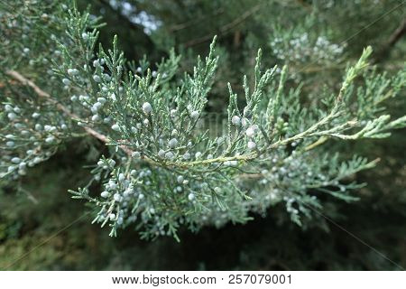 Close Shot Of Branch Of Pfitzer Juniper With Berries