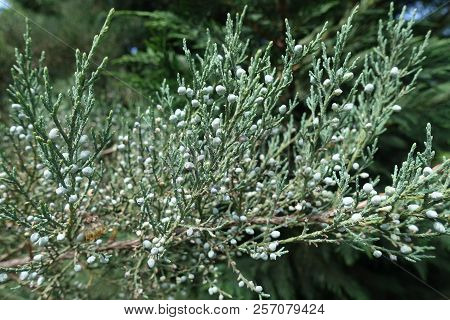 Closeup Of Branch Of Pfitzer Juniper With Berries