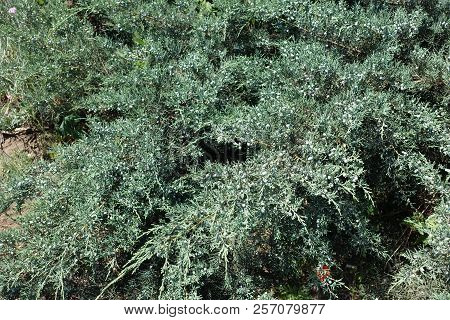 Foliage And Berries Of Pfitzer Juniper In June