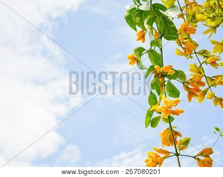 Beautiful Yellow Flowers On Blue Sky Background