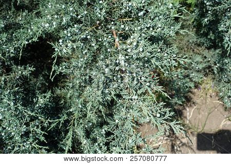 Many Light Blue Berries On Branch Of Pfitzer Juniper