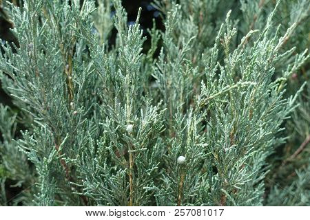 Pair Of Blue Berries In The Foliage Of Pfitzer Juniper