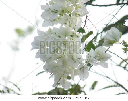 weiße bougainvillea