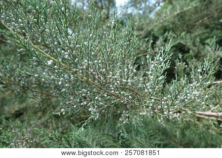 Shoot Of Pfitzer Juniper With Lots Of Berries