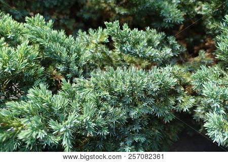 Close View Of Shoot Of Juniperus Squamata