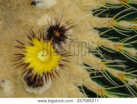Cactus Flowers Blooming At Botanic Garden In Spring Time.