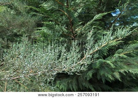 Branches Of Chinese Juniper And Lawson Cypress