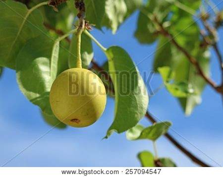 Asian Pear Nashi, Pyrus Pyrifolia, One Pear On Tree With Leaves And Blue Sky