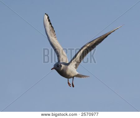 Flying Gull