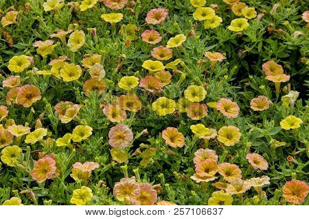 Petunia, Petunia, Cascadias Indian Summer, Bavaria, Germany, Europe