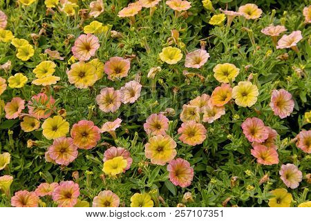 Petunia, Petunia, Cascadias Indian Summer, Bavaria, Germany, Europe