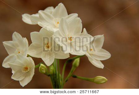 Paperwhite Narcissus papyraceus