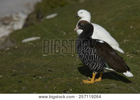 Pair Of Kelp Geese (chloephaga Hybrida Malvinarum) On The Coast Of Carcass Island In The Falkland Is