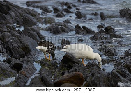 Pair Of Kelp Geese (chloephaga Hybrida Malvinarum) Feeding On Vegetation In Rock Pools On The Coast 