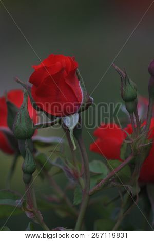 Flowers Roses Flowering In Roses Garden. Beatiful Red Roses In Garden.
