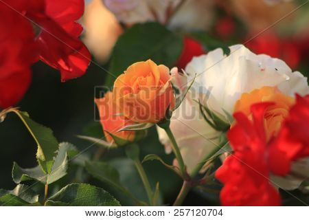 Flowers Roses Flowering In Roses Garden. Beatiful Red Roses In Garden.