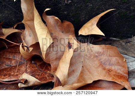 Autumn Dead Yellow Leaves On The Ground In The Forest With A Bedbug On The Leaf