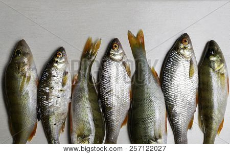 Fish River Roach And Red Sea Bream Isolated On White Background Scardinius Erythrophthalmus