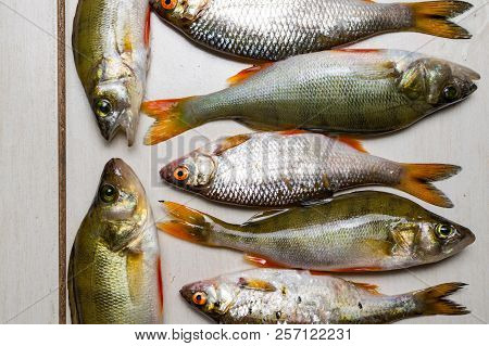 Fish River Roach And Red Sea Bream Isolated On White Background Scardinius Erythrophthalmus