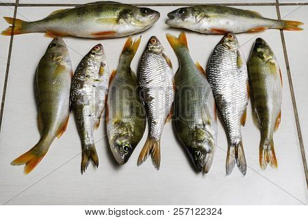 Fish River Roach And Red Sea Bream Isolated On White Background Scardinius Erythrophthalmus