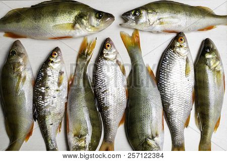 Fish River Roach And Red Sea Bream Isolated On White Background Scardinius Erythrophthalmus
