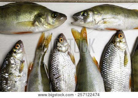 Fish River Roach And Red Sea Bream Isolated On White Background Scardinius Erythrophthalmus