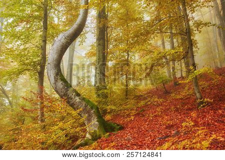 Forest Trail In The Mountains On A Misty Autumn Day.