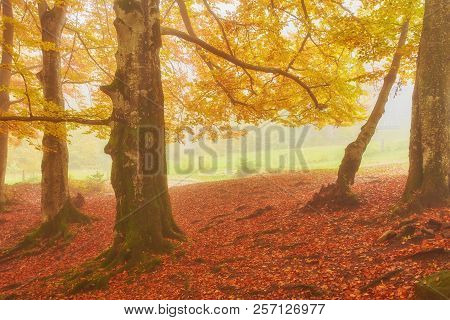 Forest Trail In The Mountains On A Misty Autumn Day.