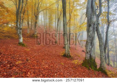 Forest Trail In The Mountains On A Misty Autumn Day.