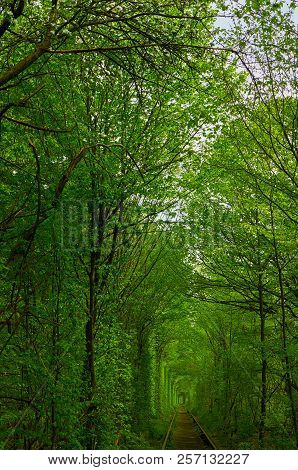 Natural Corridor Formed By Trees  Aside Railway