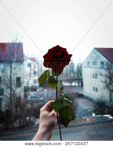 A Red Rose Isolited By The White Background On A Foggy Day.