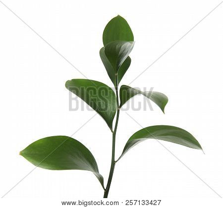 Ruscus Branch With Fresh Green Leaves On White Background