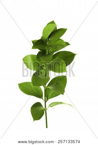 Branch With Fresh Green Ruscus Leaves On White Background