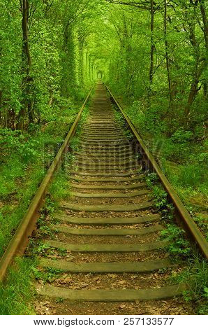 Natural Tunnel Formed By Trees In Ukraine, Klevan  Called As Tunnel Of Love