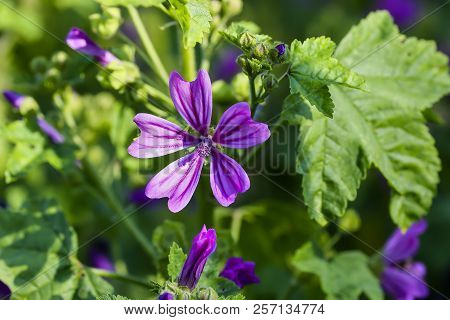 Wild Mallow, Malva Silvestris, Bavaria, Germany, Europe
