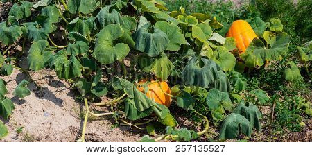 Ripening Pumpkin,cucurbit On A Hot August Day In The Countryside In The Garden.