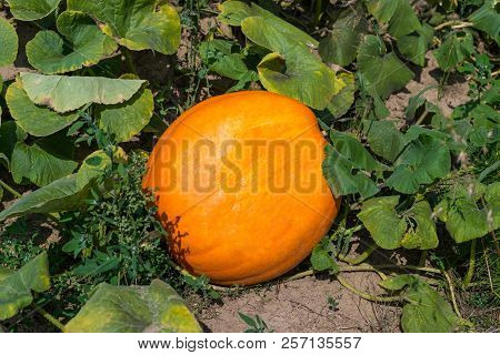 Ripening Pumpkin,cucurbit On A Hot August Day In The Countryside In The Garden.