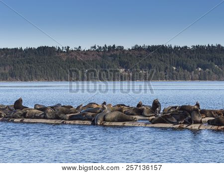 California Sea Lions At Fanny Bay, Eastern Vancouver Island, Bri