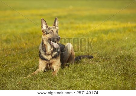 Nice Young Male Dog Of German Shepheard Laying On Summer Grass In Park