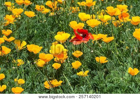 A Red Poppy Flower And Yellow Poppies