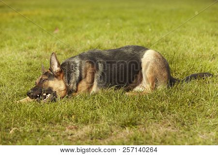 Nice Young Male Dog Of German Shepheard Laying On Summer Grass In Park