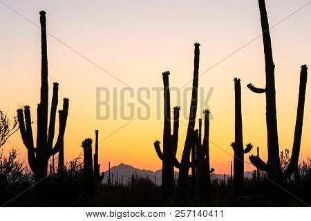 Sunset At Saguaro National Park West, Arizona