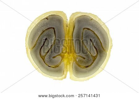 Cross-section Of A Fresh Coffee Bean Showing The Parchment Or Hull (endocarp), The Silver Skin (sper