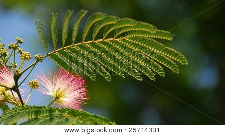 Mimosa blomstre og blade