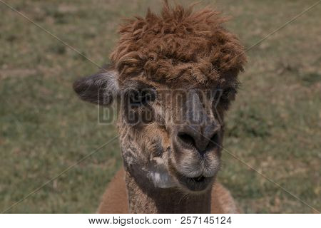 A Brown Alpaca Head Shot In A Pasture.
