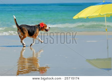 Beagle på ferie